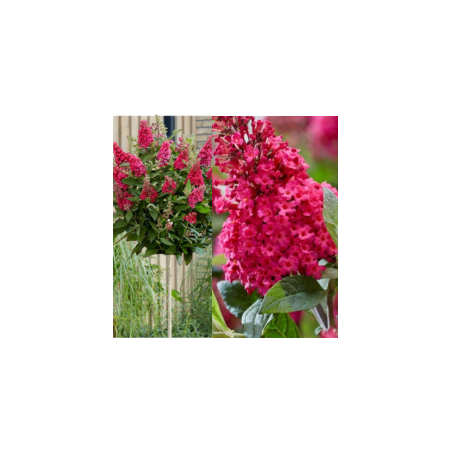 Budleja Davida Czerwona szczepiona